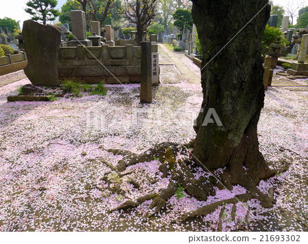 Cherry blossom carpet at Yanaka cemetery (April) Taito-ku, Tokyo 21693302