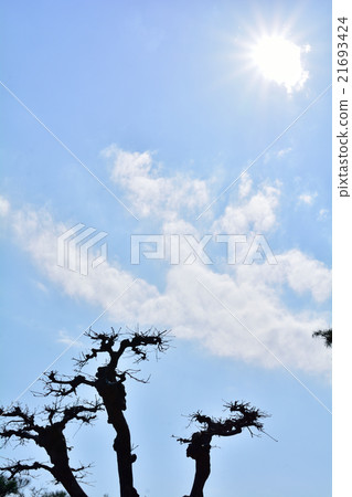 Matsushima · Sobamiyama 21693424