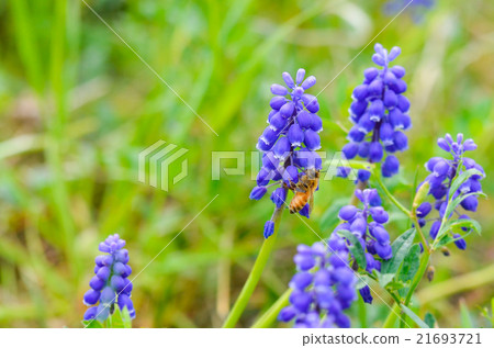 Muscari and honeybee 21693721