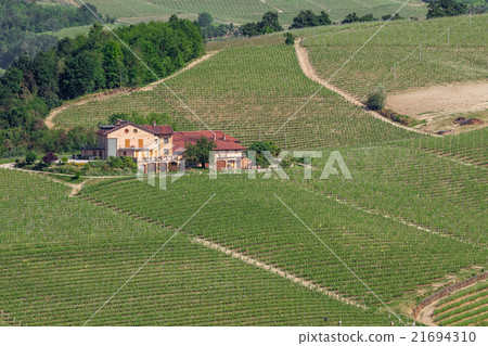 Rural house and vineyards in Italy. 21694310