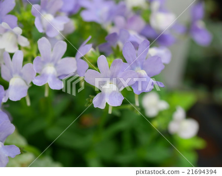 Lotus rootfly Earl Gray 21694394