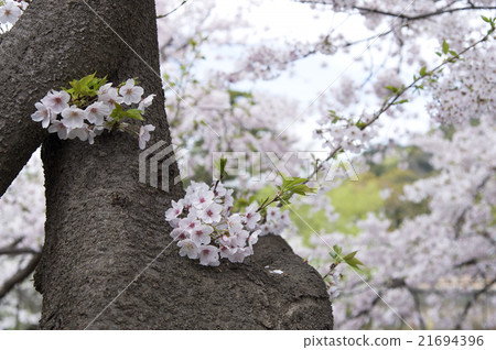 櫻花 21694396