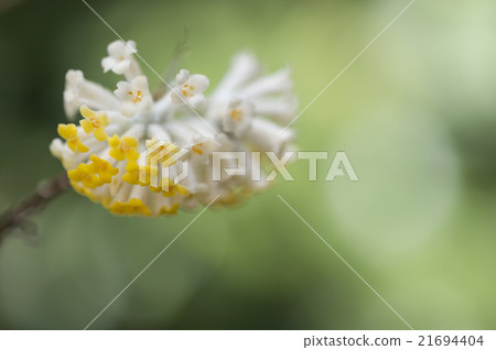 Mitumata花 Mitumata花 21694404