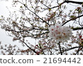 櫻桃樹 21694442