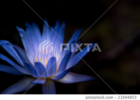 Water lily Water lily 21694853