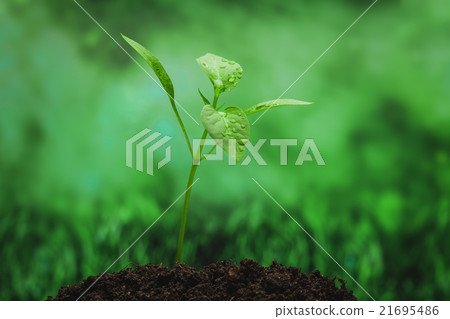Young sprout on the green background  21695486