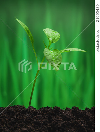 Young sprout on the green background Young sprout on the green background 21695489