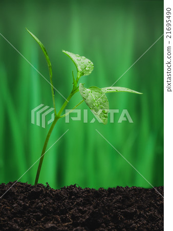 Young sprout on the green background Young sprout on the green background 21695490