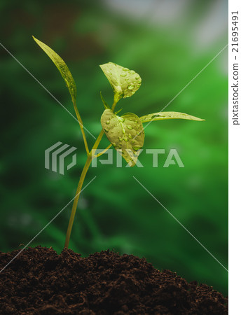 Young sprout on the green background Young sprout on the green background 21695491