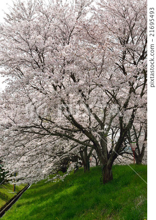 Row of cherry trees Row of cherry trees 21695493