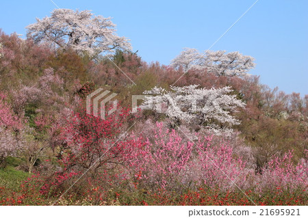 花山山公園 花山山公園 21695921