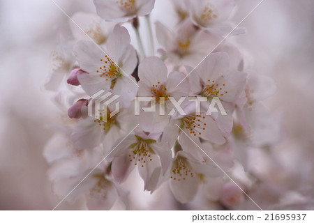 櫻花在背光中出現 21695937