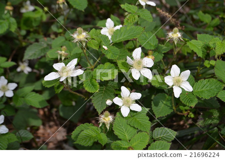 Raspberry flowers Raspberry flowers 21696224