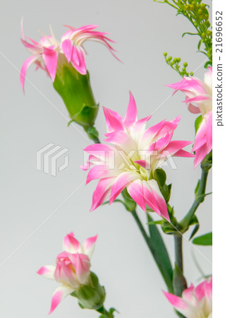 Star cherry Star cherry 21696652