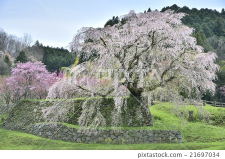 又兵衛櫻 21697034