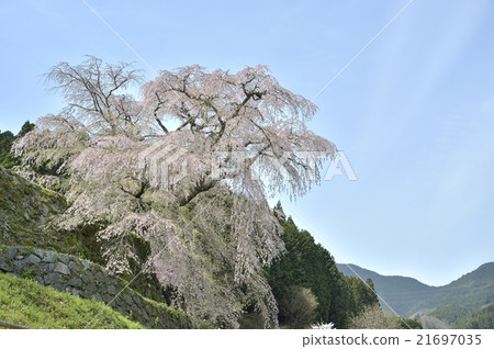 又兵衛櫻 21697035