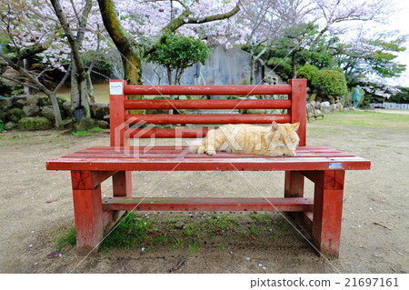 放鬆的貓 放鬆的貓 21697161