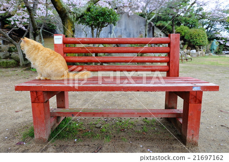 放鬆的貓 21697162