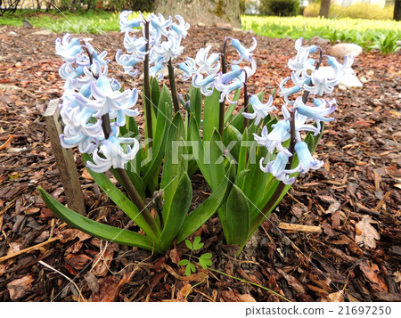 Hyacinth east, Hyacinthus orientalis 21697250