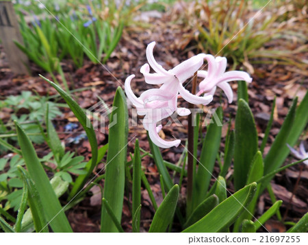 Hyacinth east, Hyacinthus orientalis Hyacinth east, Hyacinthus orientalis 21697255