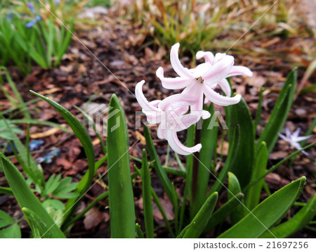 Hyacinth east, Hyacinthus orientalis Hyacinth east, Hyacinthus orientalis 21697256