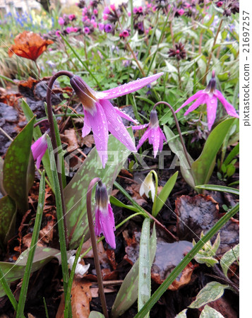 Eritronium, Erythronium sibiricum Eritronium, Erythronium sibiricum 21697257