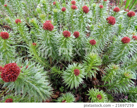 Rhodiola linearifolia, family Crassulaceae Rhodiola linearifolia, family Crassulaceae 21697259