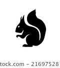 Squirrel isolated on white background 21697528