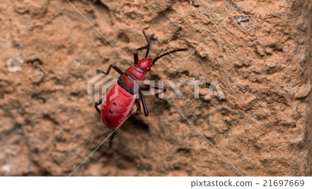 Red Cotton Bug. Cotton stainer 21697669
