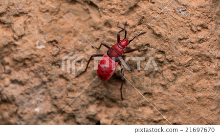 Red Cotton Bug. Cotton stainer 21697670