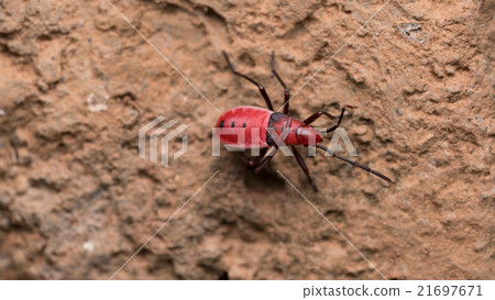 Red Cotton Bug 21697671