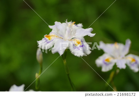 等到薩沙 21698172