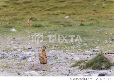 bobak marmot standing on the gound bobak marmot standing on the gound 21698978