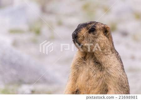 close up of bobak marmot close up of bobak marmot 21698981