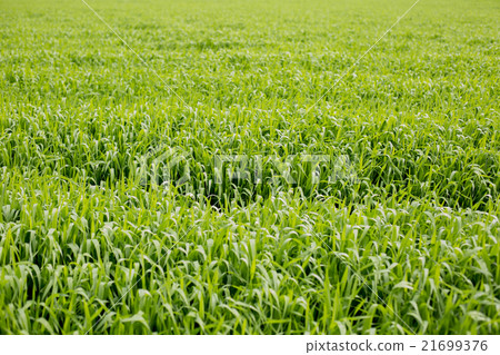大麥幼葉 大麥幼葉 21699376