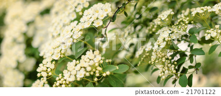 Abstract blurred flower background. 21701122