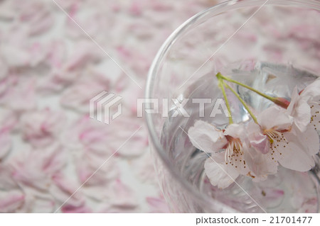 玻璃水和櫻花 21701477