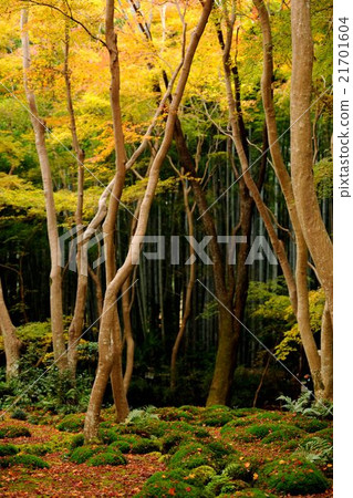 京都Gioji秋葉 京都Gioji秋葉 21701604