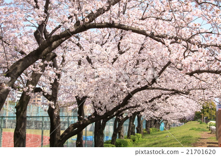 Row of cherry trees Row of cherry trees 21701620