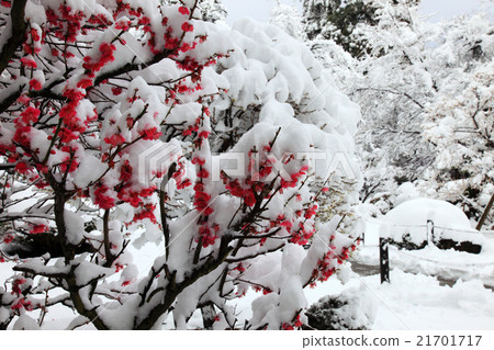 Red plum and peony snow Red plum and peony snow 21701717