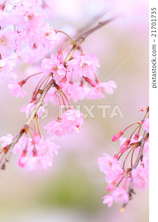 死棕色櫻桃樹 21701735