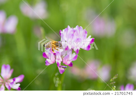 Bees and blossoms 21701745