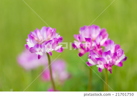 蓮花 21701750
