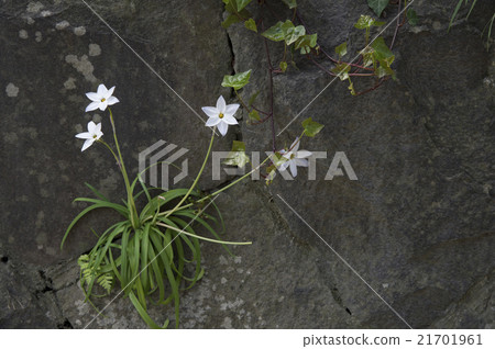 Hananilla 21701961