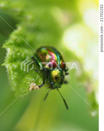 Red leaf beetle 21702282