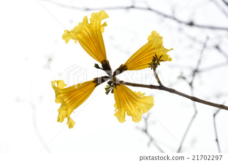 Ipe no Hana Miyazaki's spring 21702297