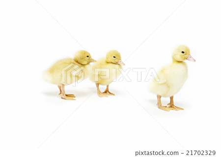 Maybe it is cute 21702329