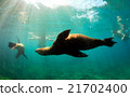 Sea lions swimming around snorkelers underwater  21702400