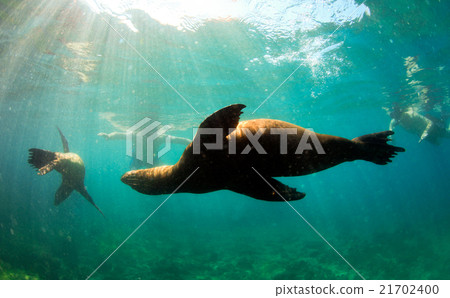 Sea lions swimming around snorkelers underwater Sea lions swimming around snorkelers underwater 21702400
