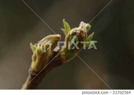 Natural plant Nurde, spring bud. Wakaba develops and the whole tree turns green all at once 21702564